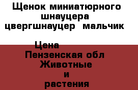 Щенок миниатюрного шнауцера (цвергшнауцер) мальчик › Цена ­ 18 000 - Пензенская обл. Животные и растения » Собаки   . Пензенская обл.